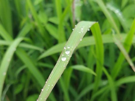 水玉 水玉の写真