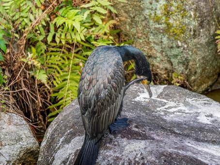 岩場のカワウ 岩場のカワウの写真