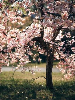 桜 桜の写真