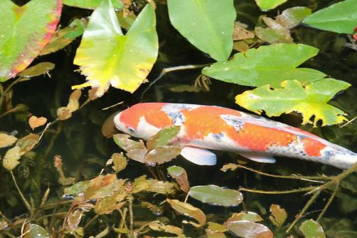 名もなき池 池,水辺,モネの写真素材