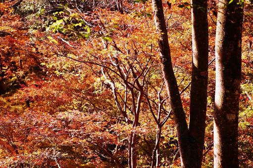 紅葉した秋の風景 紅葉した秋の風景 紅葉,秋,もみじの写真素材