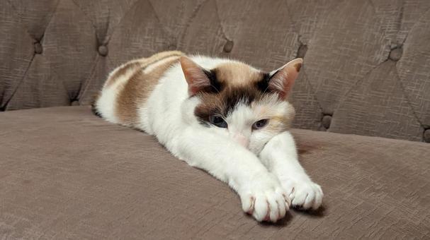 空飛ぶ猫ちゃん 空飛ぶ猫ちゃんの写真