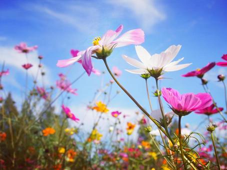 カラフルなコスモス カラフルなコスモスの写真