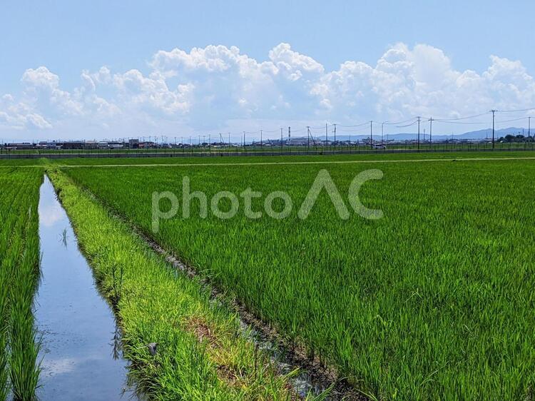 青空と田園風景 稲,田んぼ,いねの写真素材