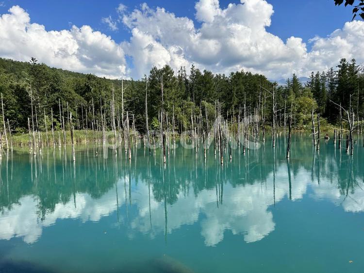 北海道の白金青い池 白金青い池,北海道,池の写真素材