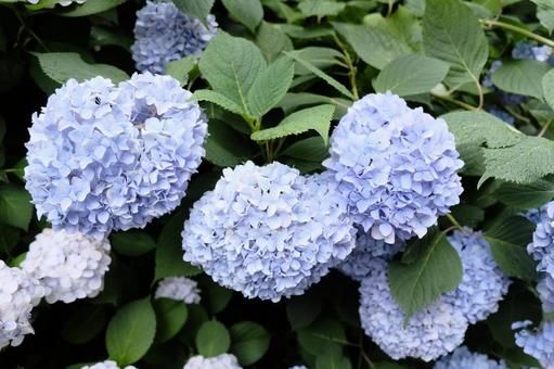 たわわな紫陽花 紫陽花,アジサイ,あじさいの写真素材