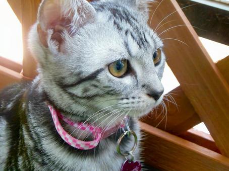 子猫 子猫 猫,子猫,アメリカンショートヘアの写真素材
