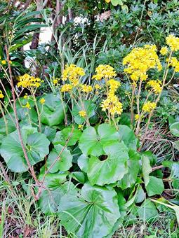 ツワブキの花 ツワブキ,花,植物の写真素材