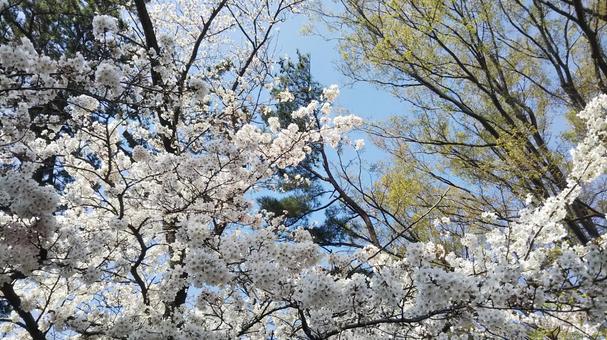 Spring colors, JPG
