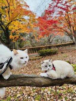 紅葉とねこ 秋,自然,ナチュラルの写真素材