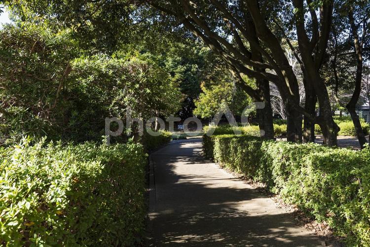 美しい緑に囲まれた小道の風景 小道,歩道,道の写真素材
