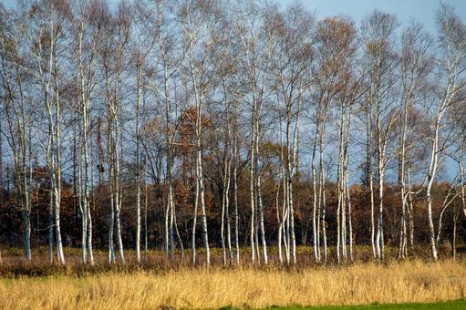 白樺の木肌が際立つ晩秋の林 白樺,シラカバ,林の写真素材