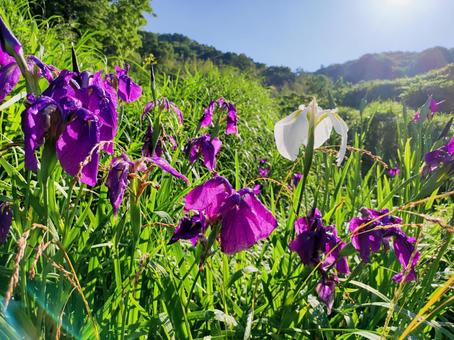 White irises, JPG White irises, JPG