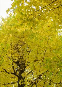 秋のイチョウの木 秋のイチョウの木 イチョウ,銀杏,黄葉の写真素材