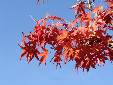 紅葉 秋,モミジ,色づきの写真素材