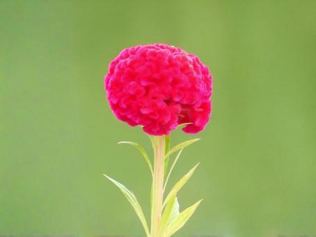 【花の写真】赤いケイトウの花 ケイトウ,鶏頭,鶏冠の写真素材