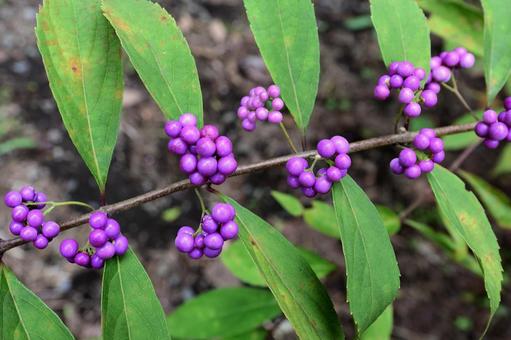 コムラサキの果実 コムラサキの果実 コムラサキ,果実,山野草の写真素材