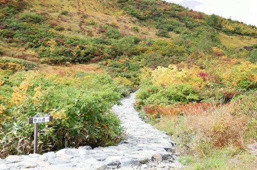 登山道 登山道 登山道,登山,秋の登山の写真素材