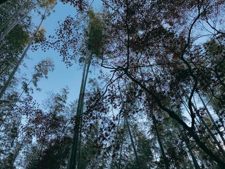 竹林 竹林の写真