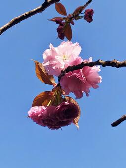 八重桜 八重桜の写真