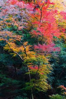 紅葉風景 紅葉風景,紅葉,箕面の写真素材