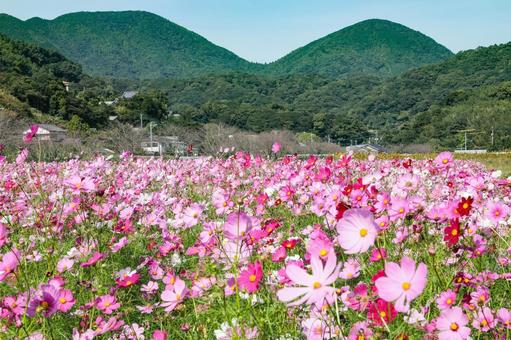 満開のコスモス コスモス,秋桜,コスモス園の写真素材