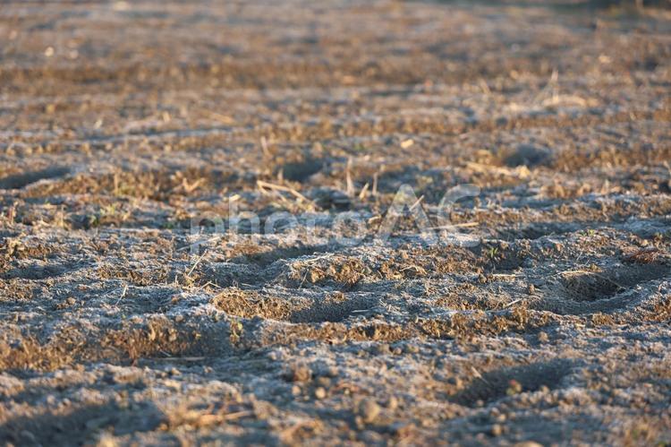 霜が降りた冬の畑３ 畑,菜園,霜が降りるの写真素材
