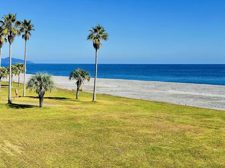 海岸　岸辺 ヤシの木,海岸,沿岸の写真素材