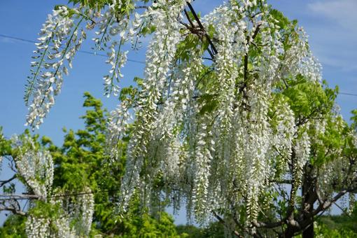 Wisteria flower, JPG