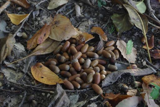秋の山のドングリの集会　2 秋,どんぐり,ドングリの写真素材