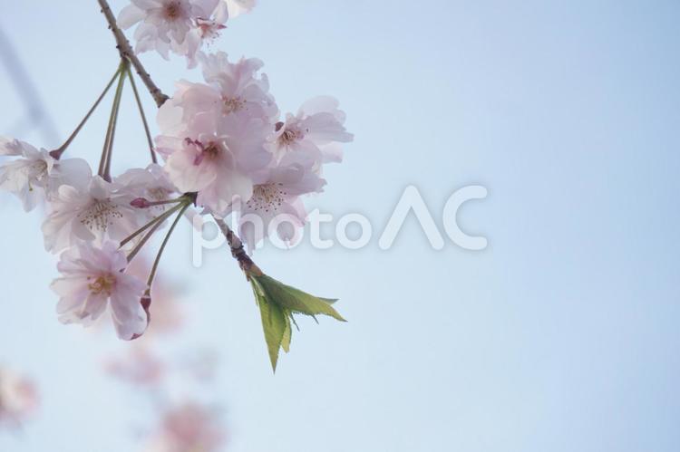 さくら 桜,さくら,サクラの写真素材