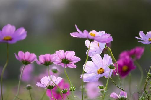 柔らかな光の中、可憐な秋桜のアップ コスモス,秋桜,花の写真素材