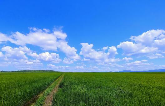 7月の田園風景 7月の田園風景の写真