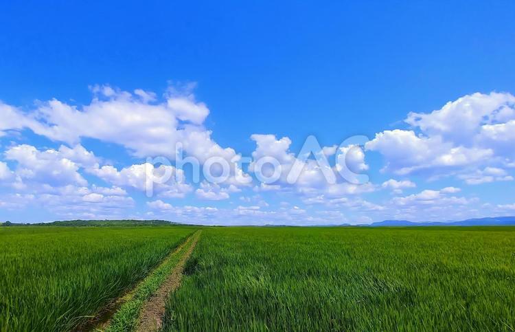 7月の田園風景 田園風景,水田,夏の写真素材