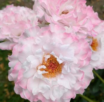 バラ 薔薇 バラ 薔薇の写真