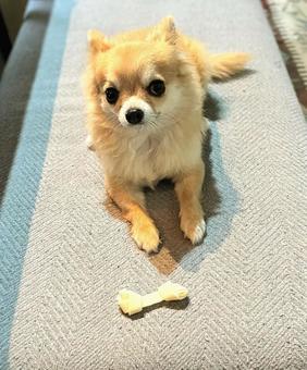 待てをする犬 犬,ペット,チワワの写真素材