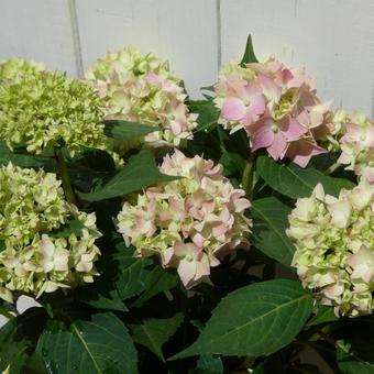 ピンクの山アジサイの花　てててまり 花,アジサイ,山アジサイの写真素材