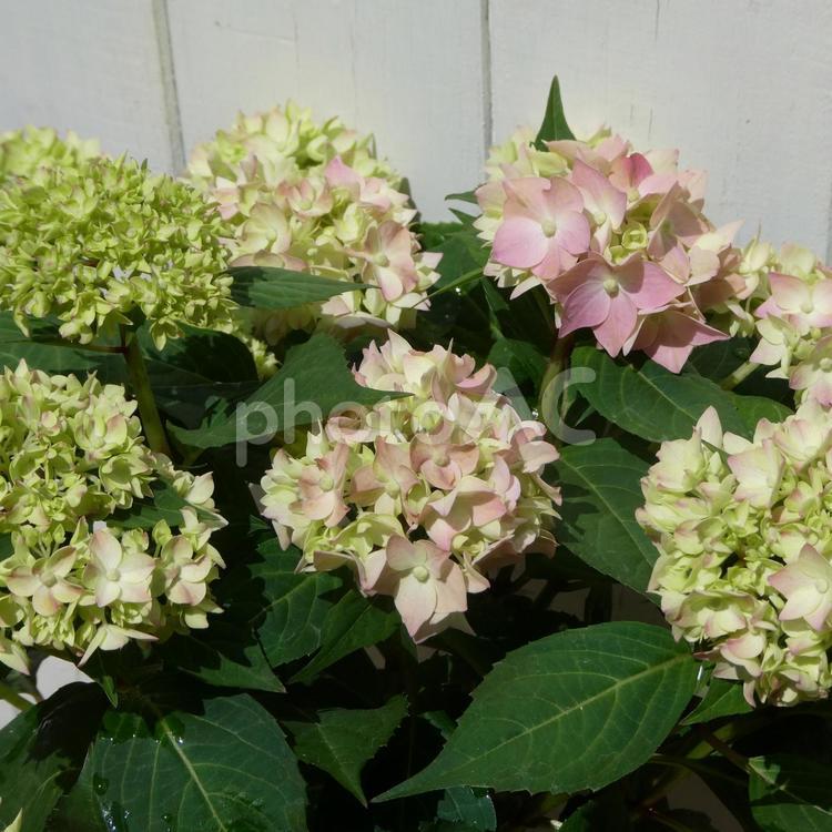ピンクの山アジサイの花　てててまり 花,アジサイ,山アジサイの写真素材