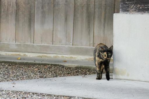 サビ猫 猫,野良猫,サビ猫の写真素材