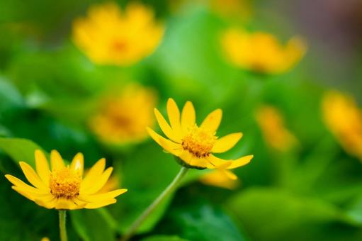 6月の草花6 6月の草花6の写真