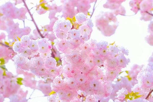 Double cherry blossoms 2, JPG Double cherry blossoms 2, JPG