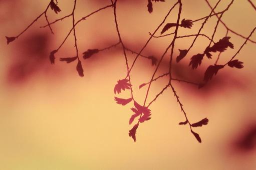 Photo, vermilion, background, autumn, 