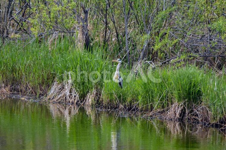 川岸に佇むアオサギ 動物,鳥,野鳥の写真素材