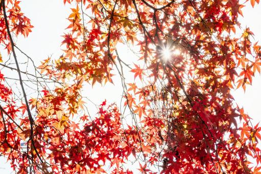 色づく木々(29) 葉,秋,モミジの写真素材