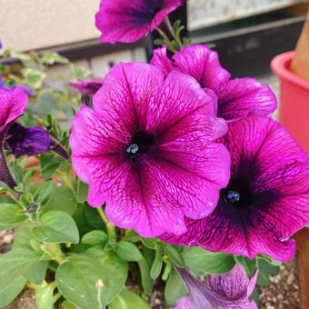 花 花の写真