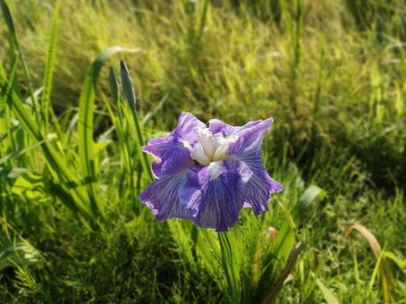 紫の花(アヤメ) 紫の花(アヤメ) アヤメ,ハナショウブ,菖蒲の写真素材
