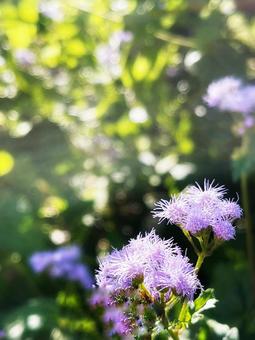 木漏れ日の紫色の花 木漏れ日の紫色の花の写真