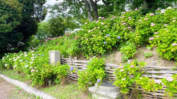 高塔山公園のあじさい 高塔山公園,北九州,若松区の写真素材