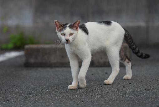 こちらを気にしながら歩く牛柄猫 こちらを気にしながら歩く牛柄猫の写真