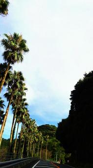 ヤシの木 ヤシの木,青空,旅の写真素材